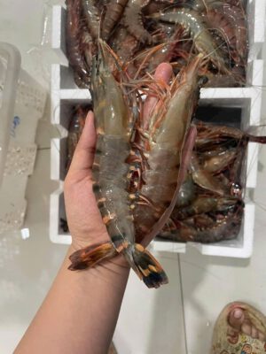 Tôm sú tươi sống size lớn cầm tay